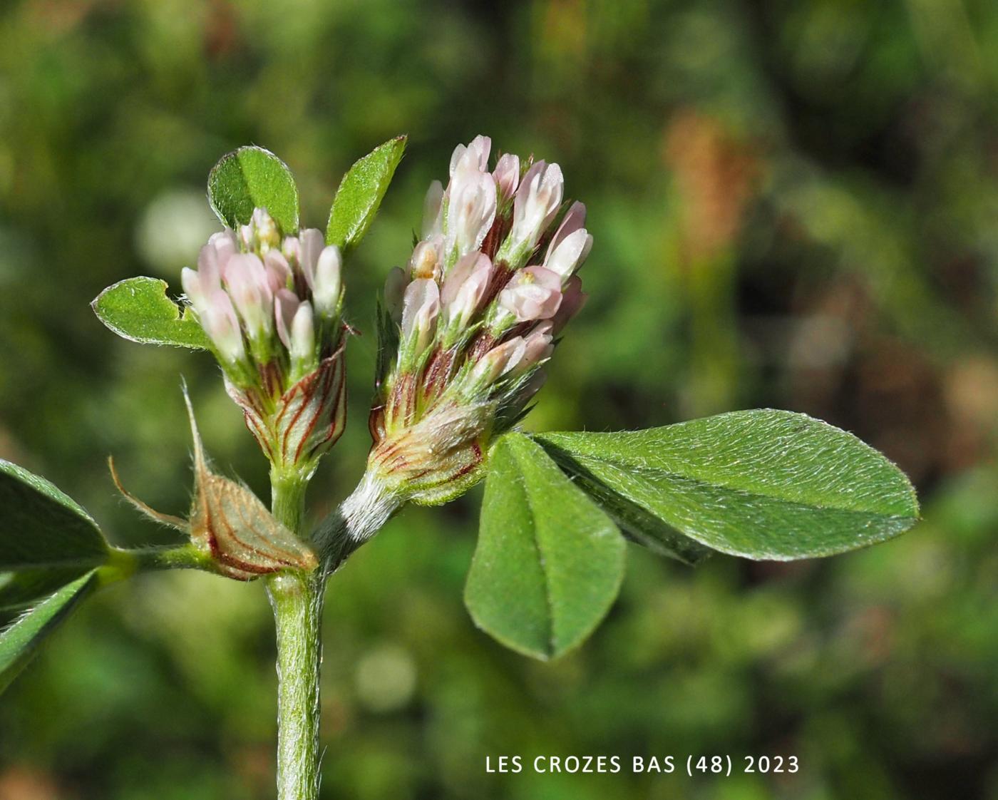 Trefoil, Soft leaf